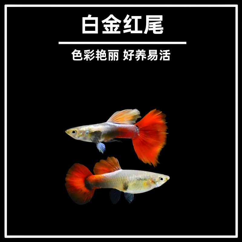 【练手鱼】白金红尾孔雀鱼