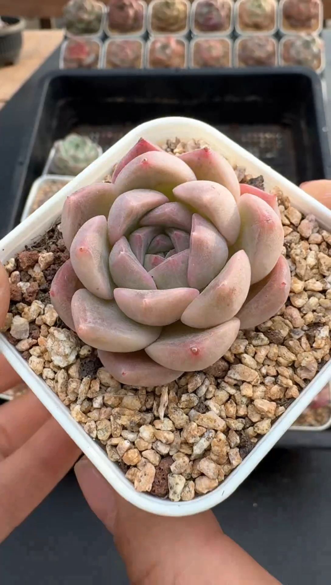 【闪购商品】829E号一物一拍多肉花卉植物3颗起发