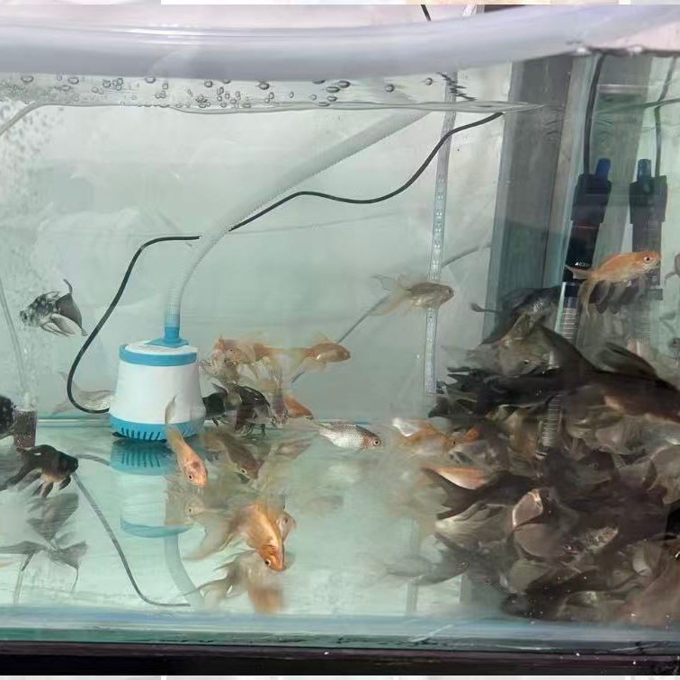 精品熊猫蝴蝶鲤鱼淡水好养活