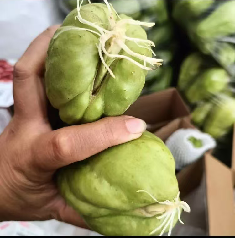 云南带芽佛手瓜发芽瓜洋丝瓜棚瓜南北可种庭院地栽易种存活率高