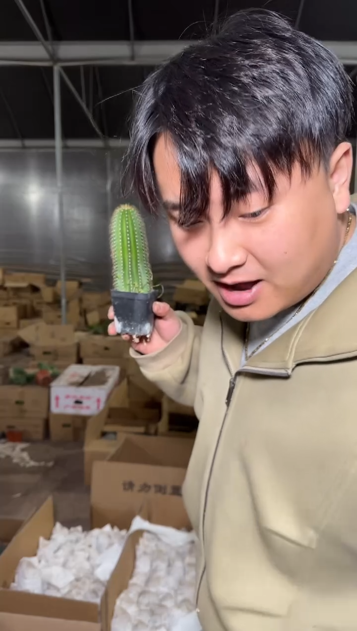 4颗 高7-10cm 大凤龙【带根】