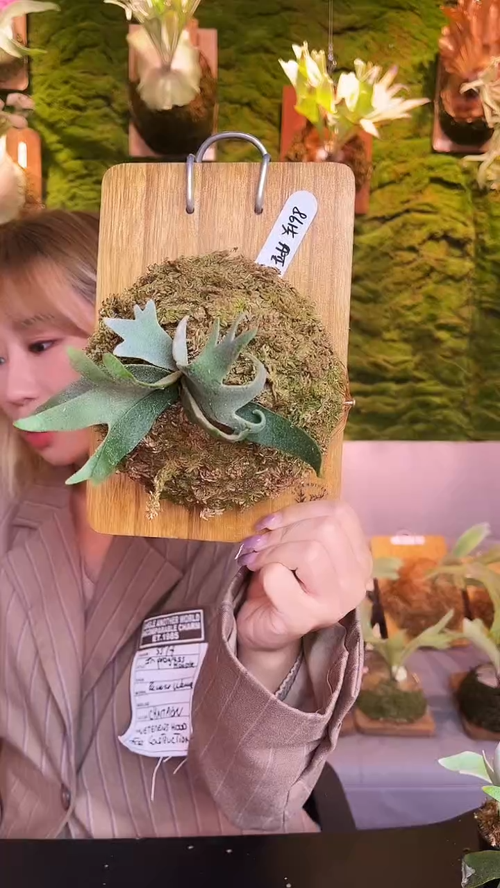 不开花植物玉女       