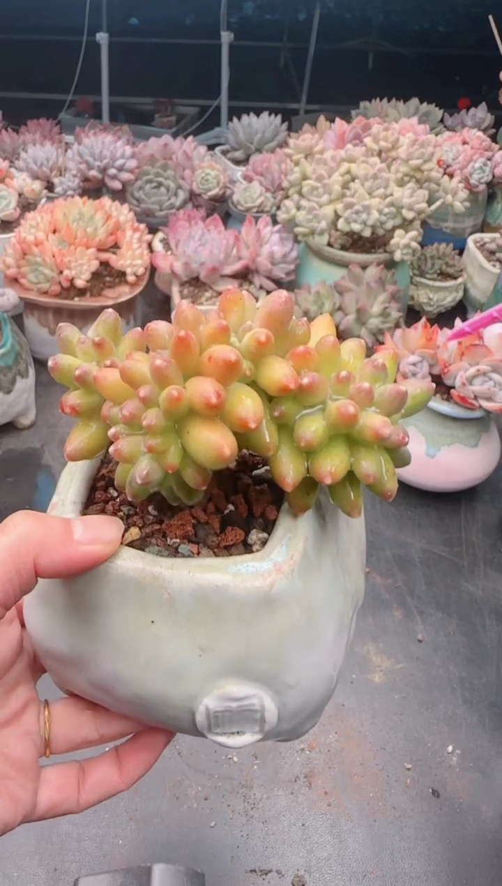 【闪购商品】6287.不带盆