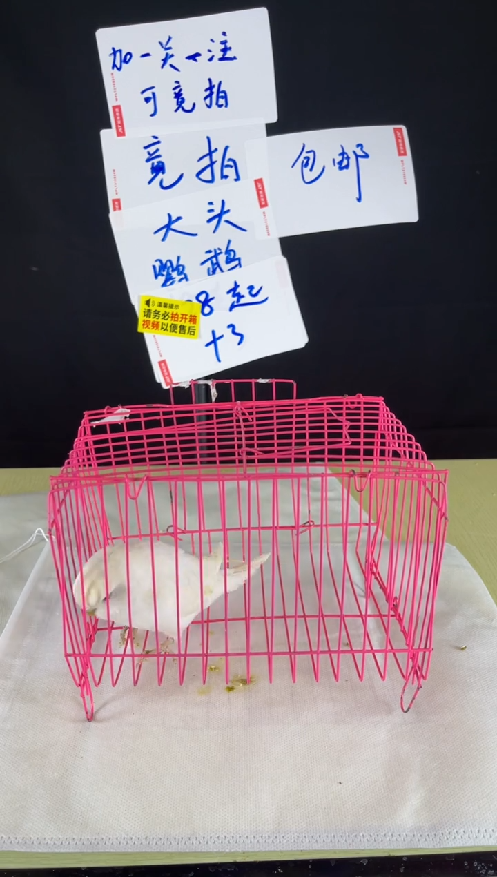 虎皮鹦鹉特色大头