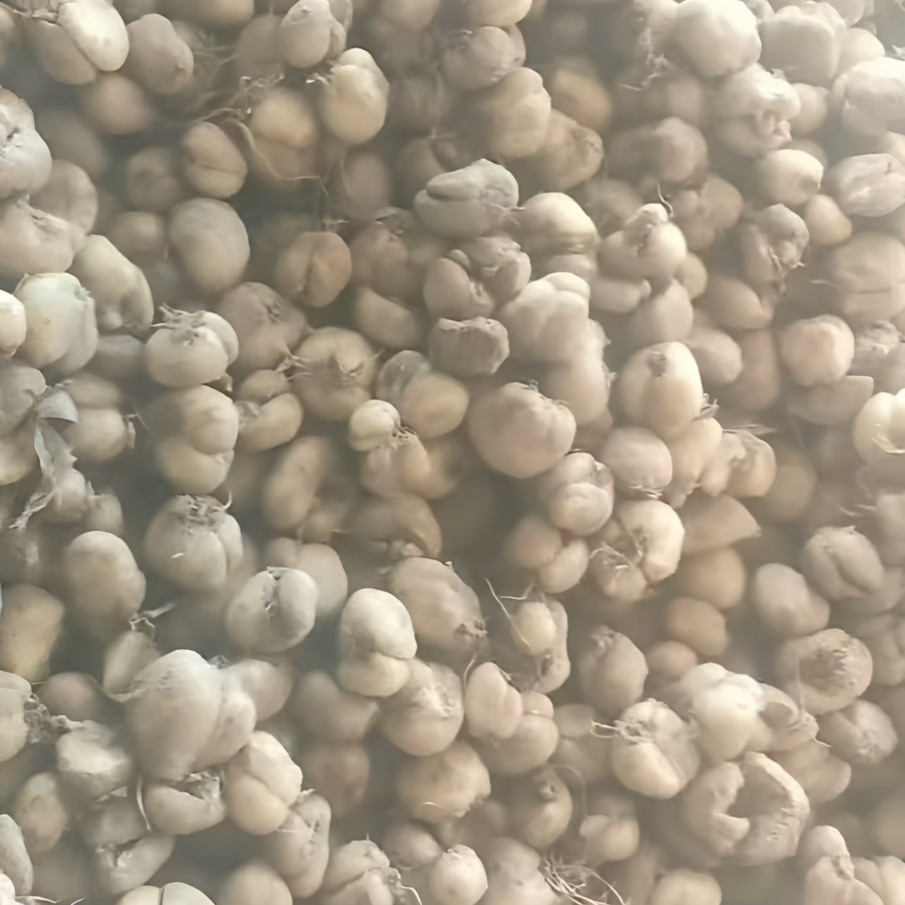 中药材 浙贝母种子 可盆栽可种植