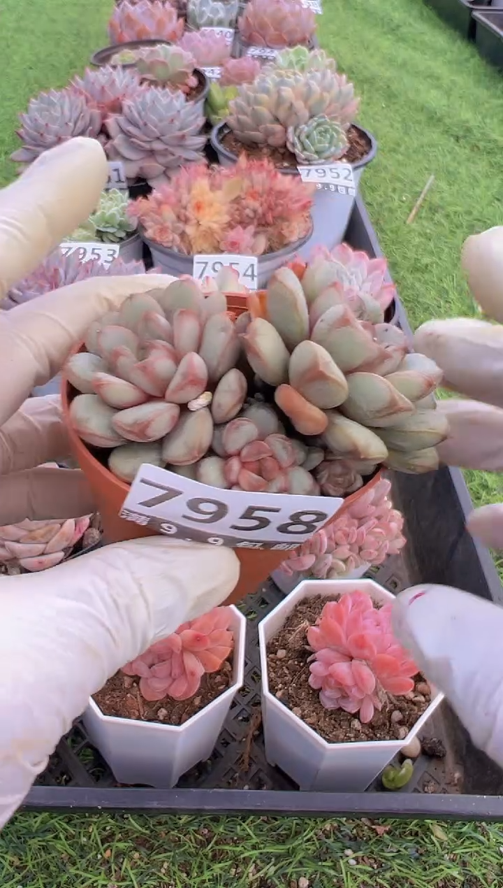 【闪购商品】信福多肉一物一拍