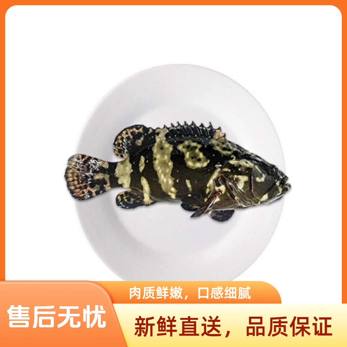 鲜活老虎斑一条（1.5斤-1.8斤）