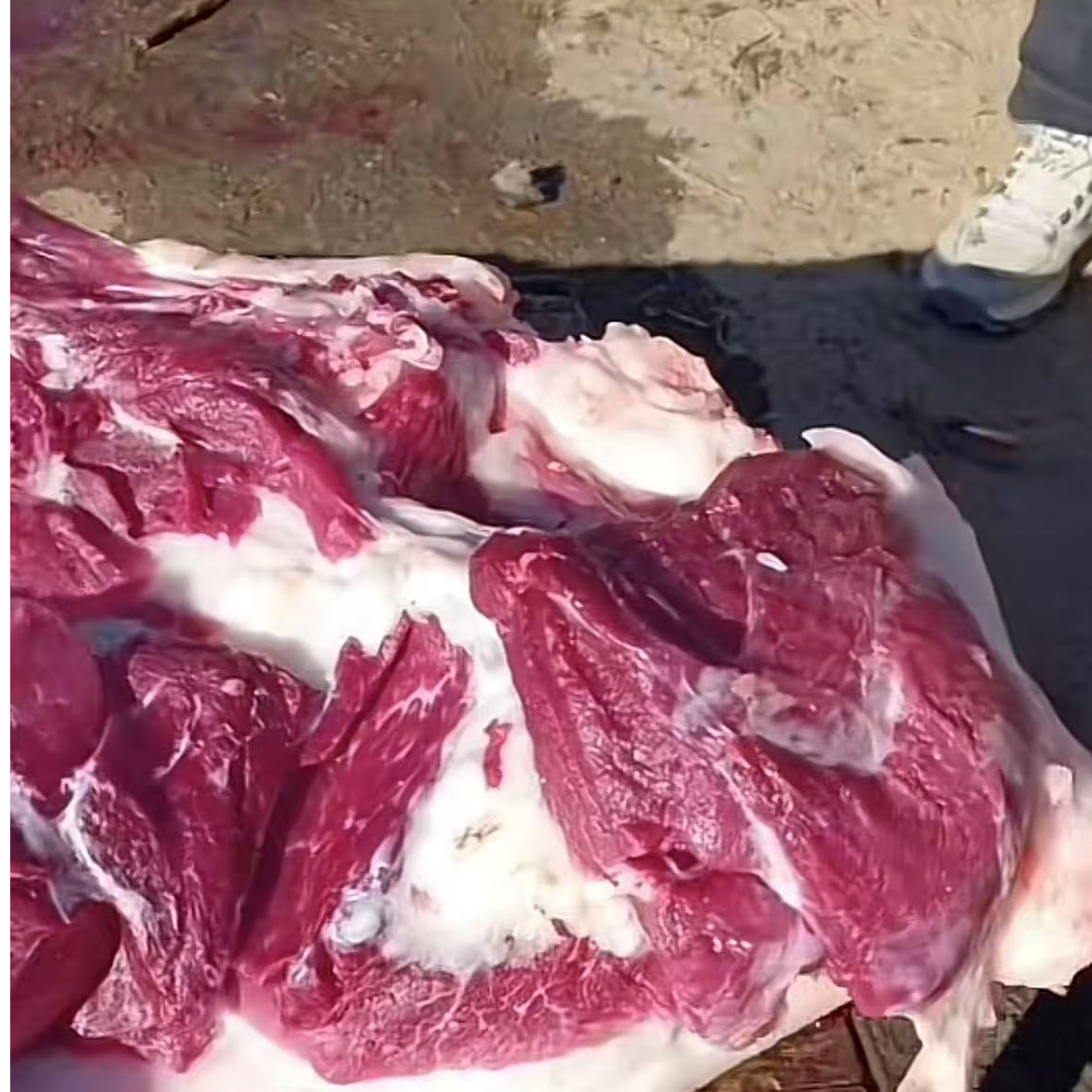 猪排骨【当天发货】 农家黑猪排骨 肋骨+脊骨