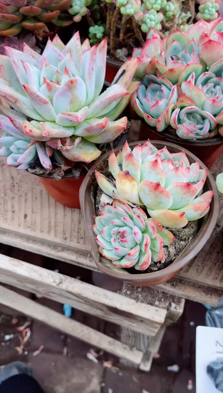 ?****梨21050多肉植物一物一拍