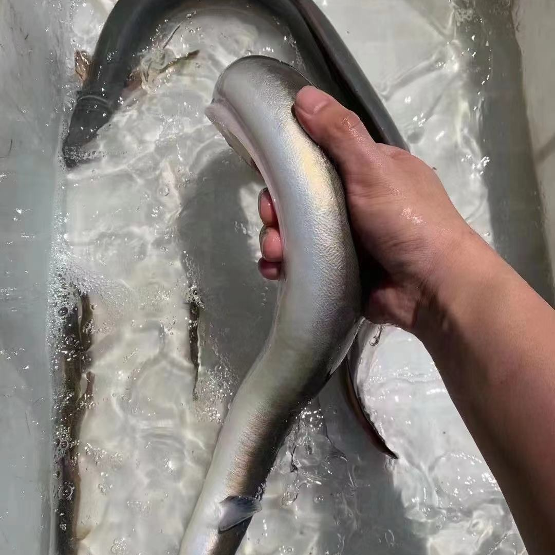 《同城配送》生猛白鳝鱼1.3斤左右1条