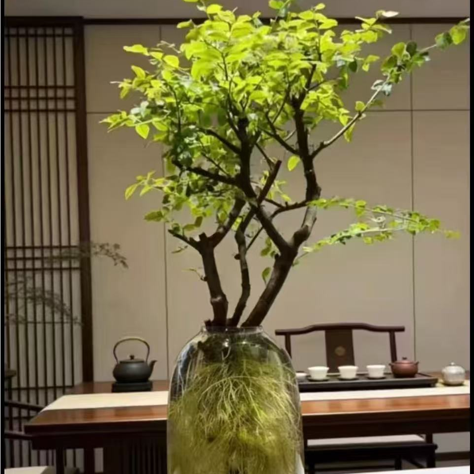 水培小叶女贞丁香木植物室内外好养易活四季常青