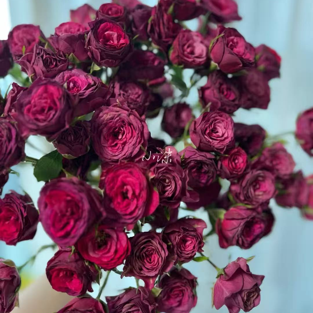 【测试紫】俏夕阳无土稀有多头玫瑰 玖枝花优选基地直发鲜花儿