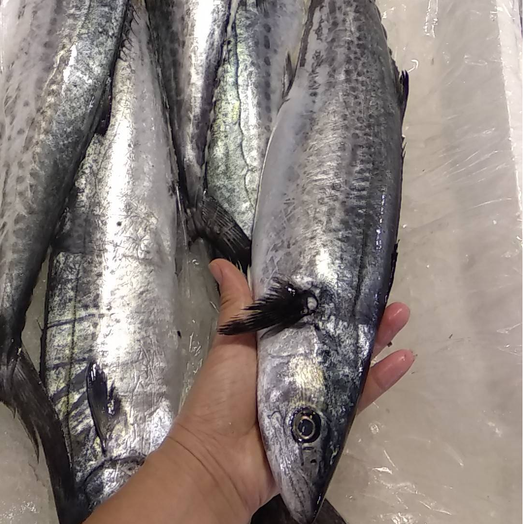 马鲛鱼【本店精选海鲜好品】