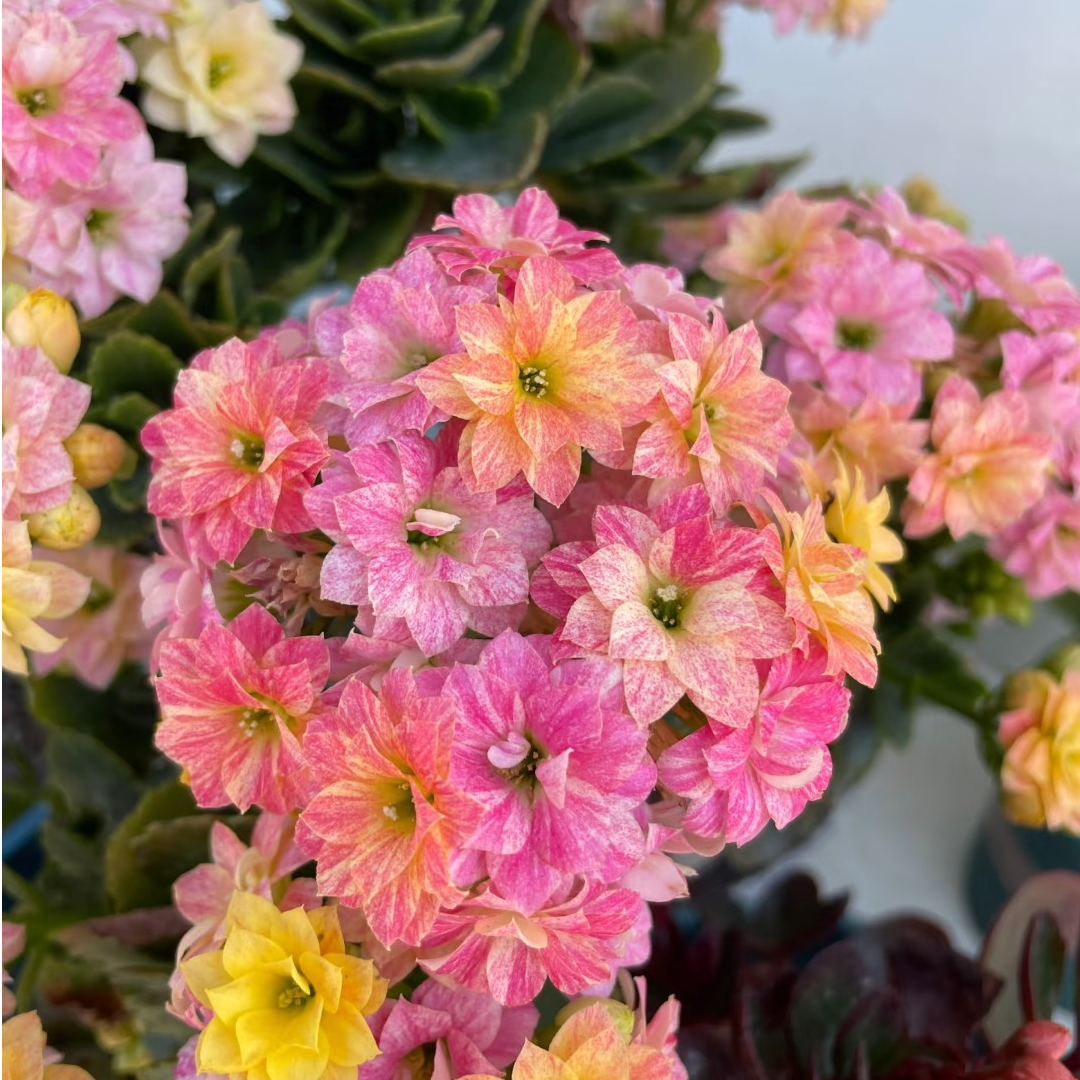 （110盆彩虹糖）稀有变色长寿花 懒人盆栽花卉 基地直发