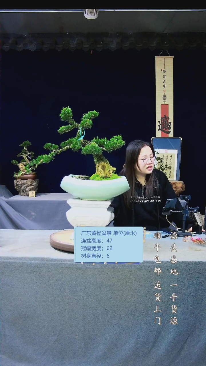 【闪购商品】雀舌黄杨盆景雀舌黄杨盆景