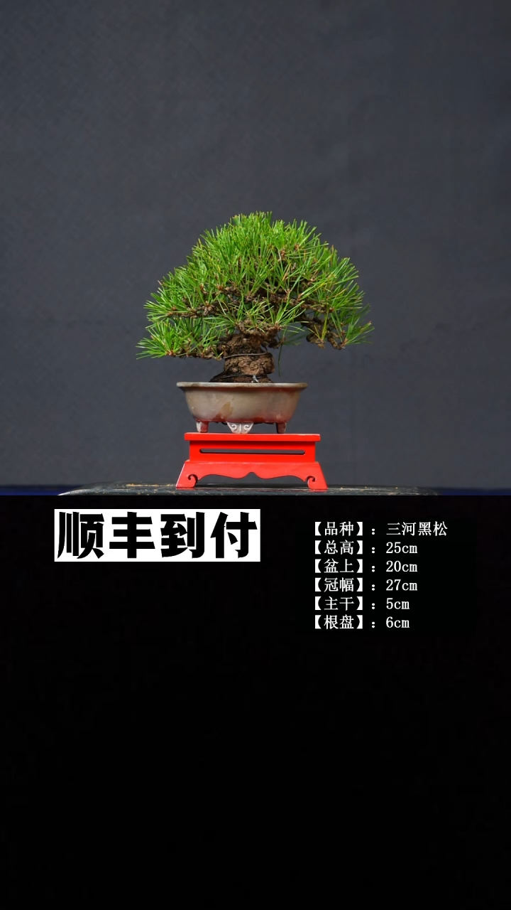 无花朵三河黑松 不包邮