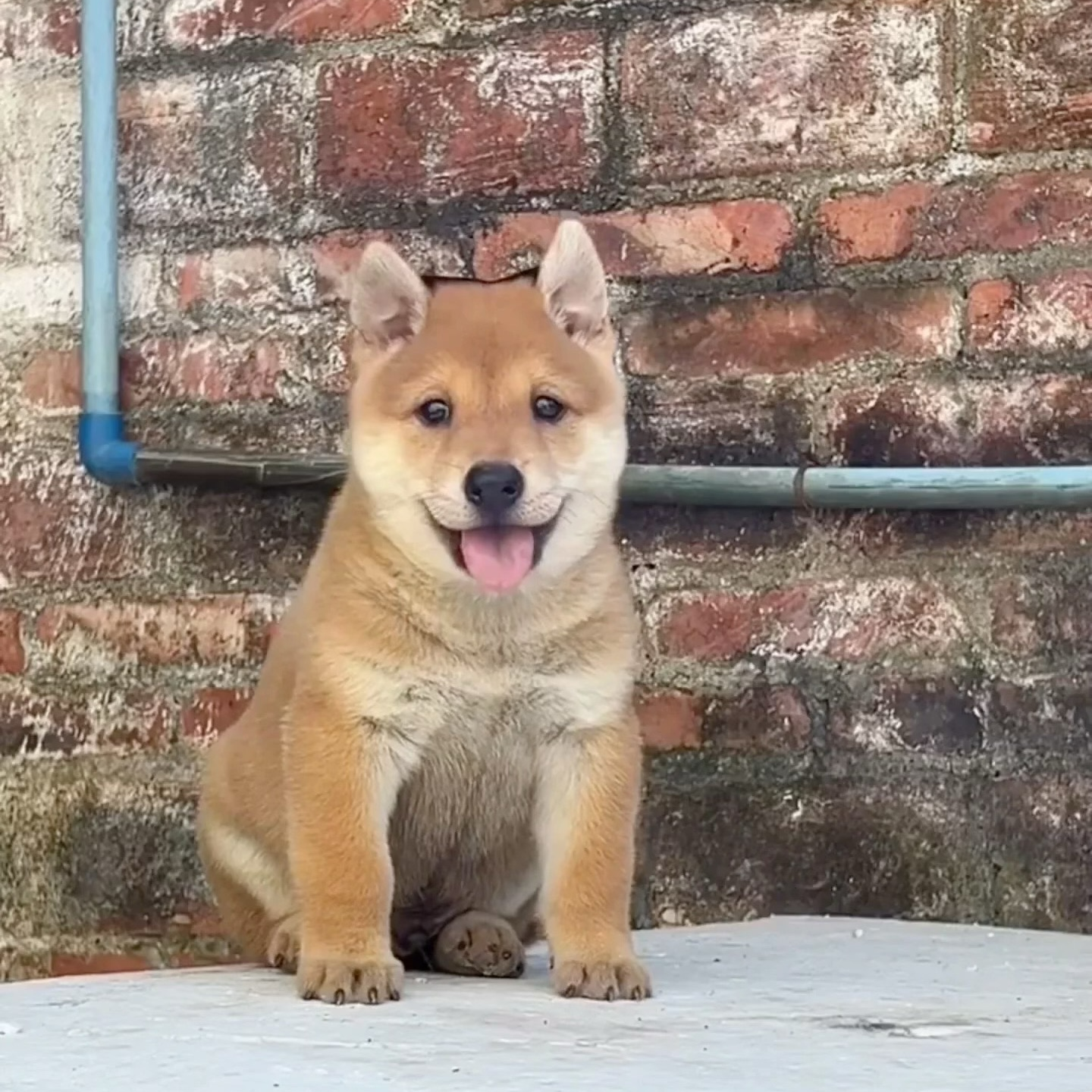 宠物田园犬狗狗可爱狗狗