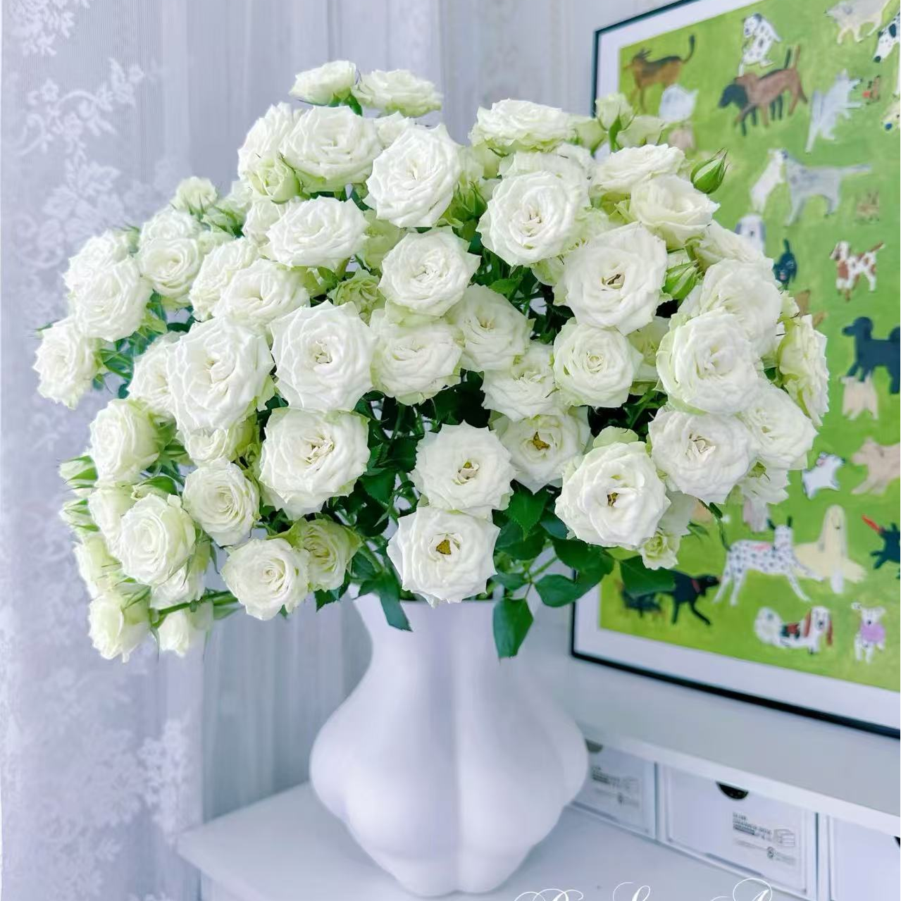 【繁星泡泡】云南基地直发，同一地址两单送配草，三单送园艺剪刀