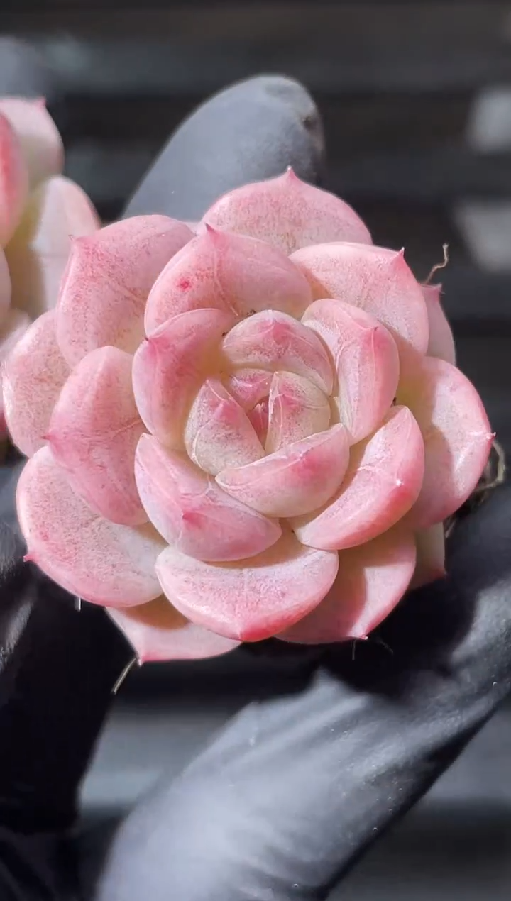 32-3 樱花酿 2-3厘米量拍发一颗