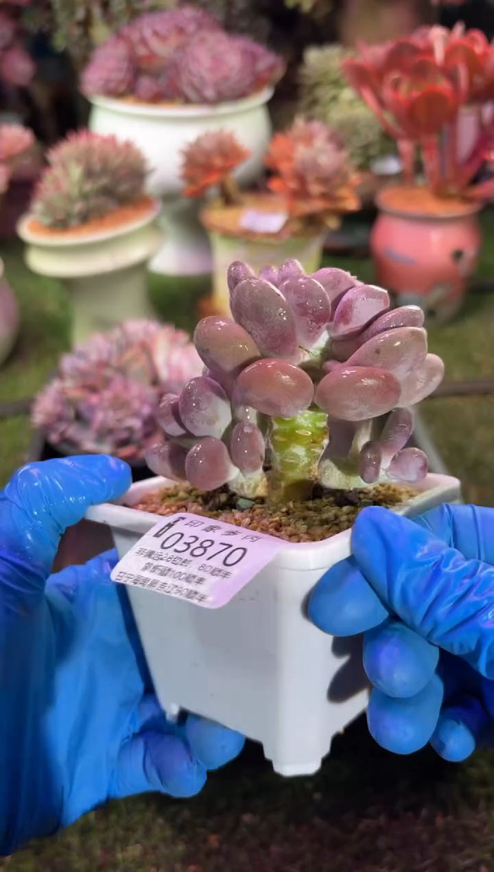 【闪购商品】03870