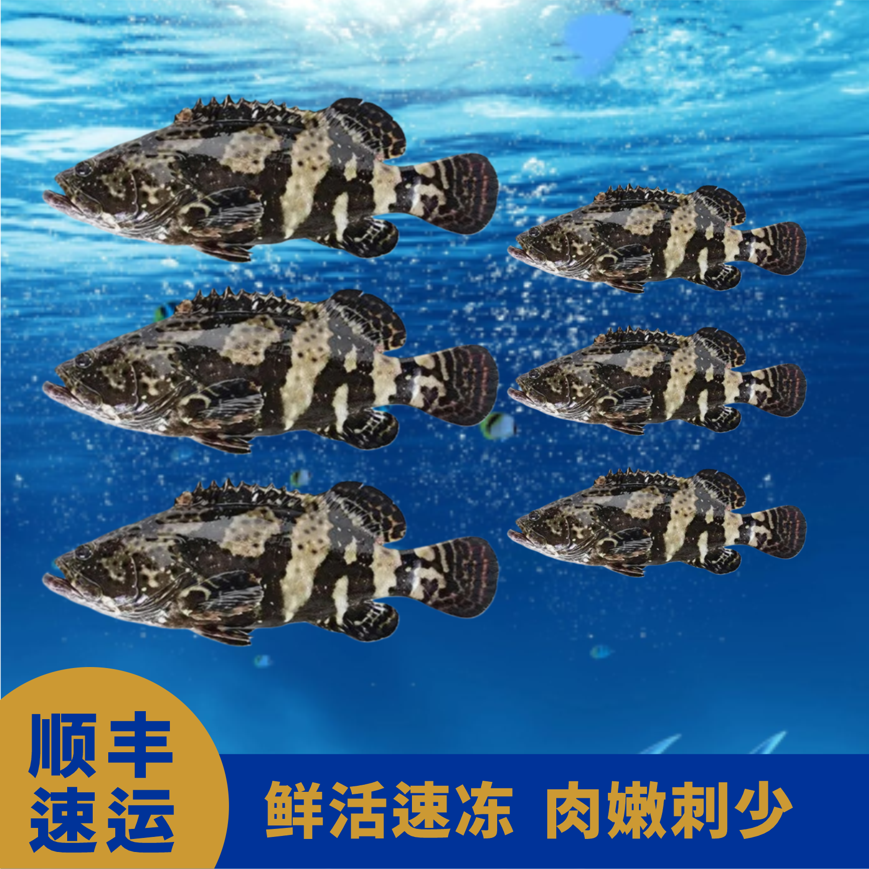 【六条石斑鱼】深海龙胆石斑鱼珍珠斑老虎斑青斑鲜活速冻非活发