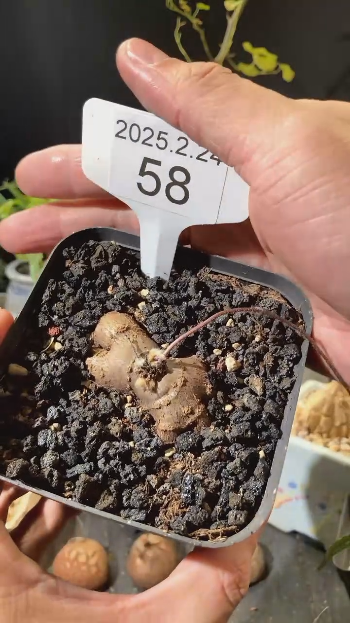 【闪购商品】叶损不保菲力厚敦菊2.24.58