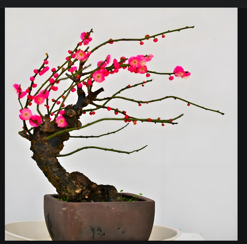 梅花小老桩，新品种开花美丽