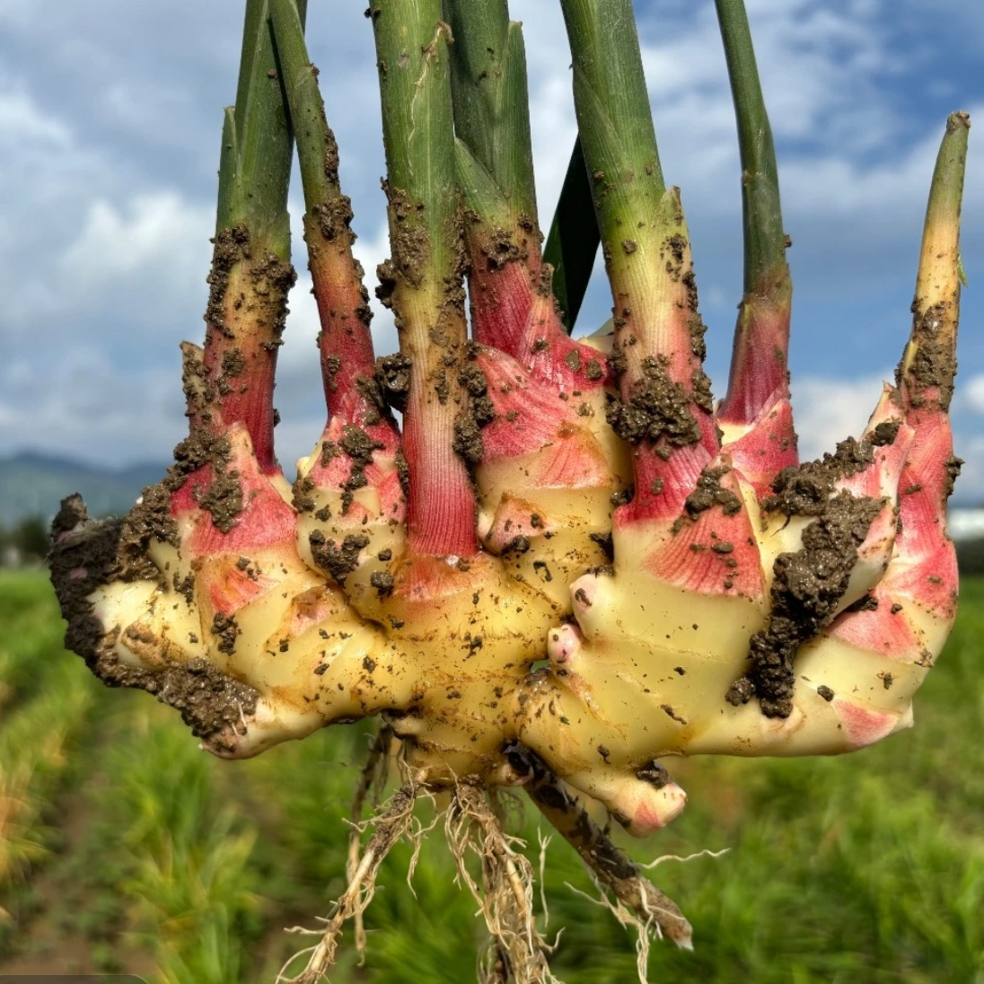 二界岭2025年新鲜生姜沙土五子姜