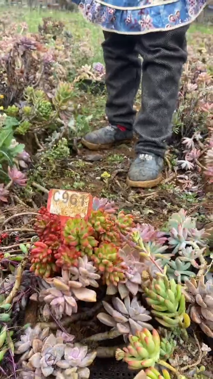 【闪购商品】c961清风花木兰多肉组合