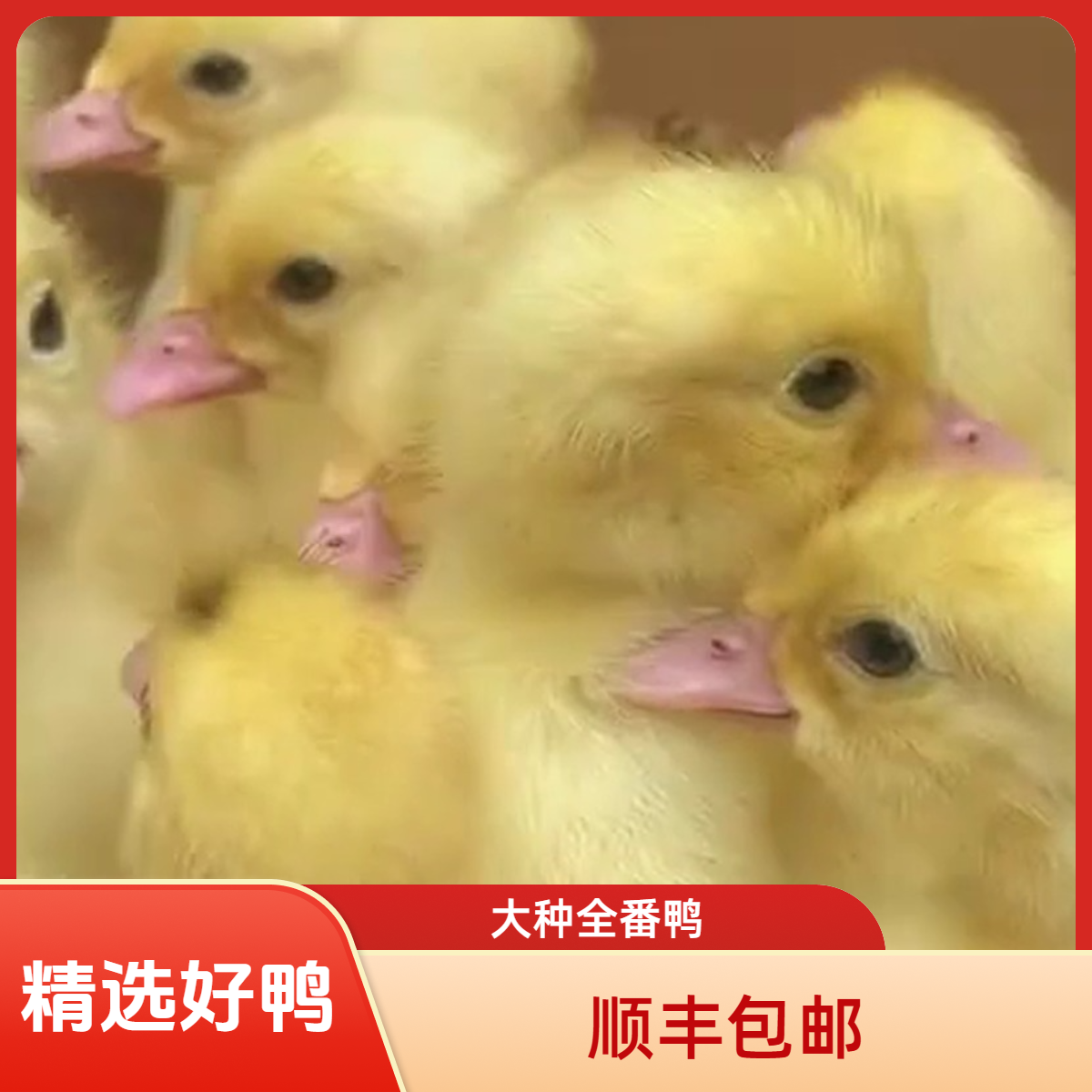 (番鸭 苗)宠物鸭正宗福建大种全番鸭顺丰包邮