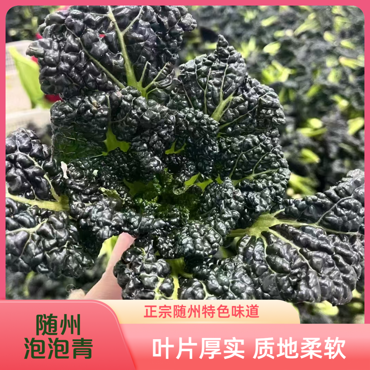 随州泡泡青 矮杆打霜泡泡青菜 产地直发 随州特产之一 鲜嫩美味