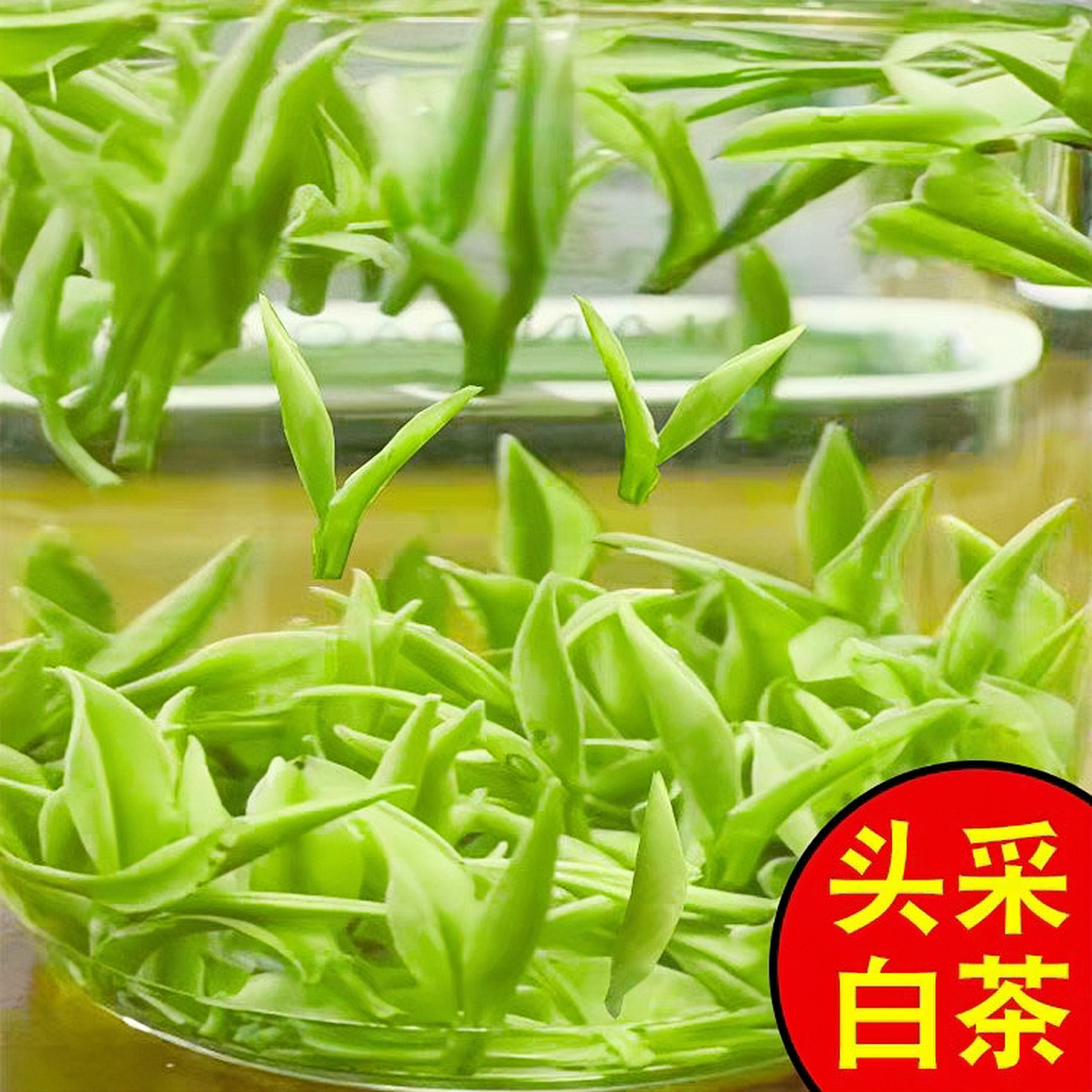 高山白茶2025新茶绿茶春茶明前头采珍稀白茶送礼自喝罐装口粮茶