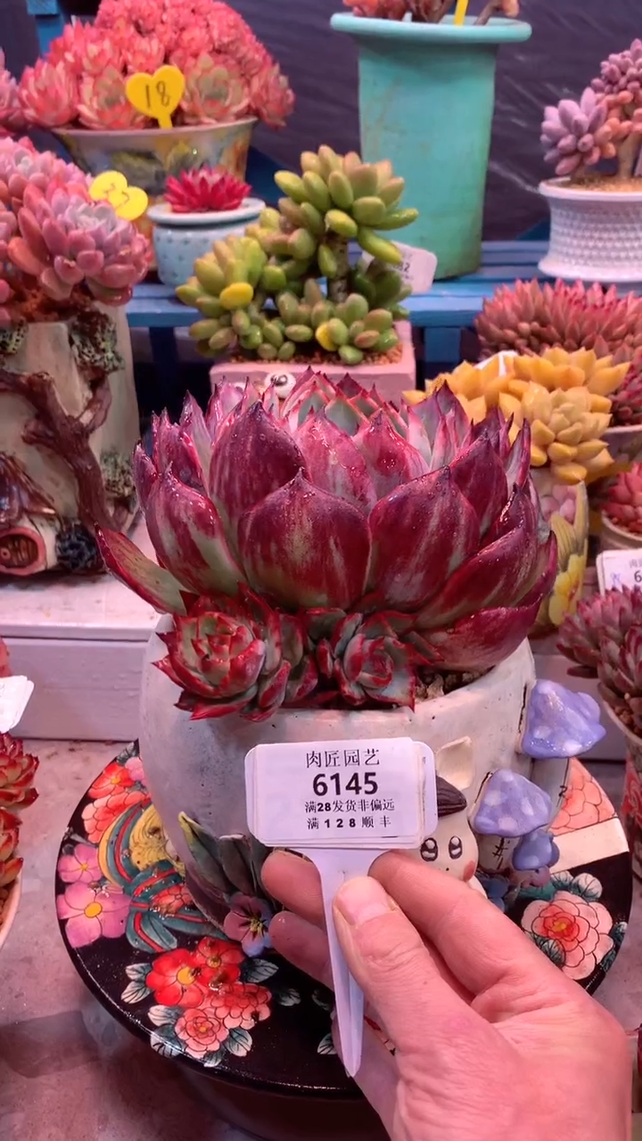 6145 模特区 惊鸿仙子 