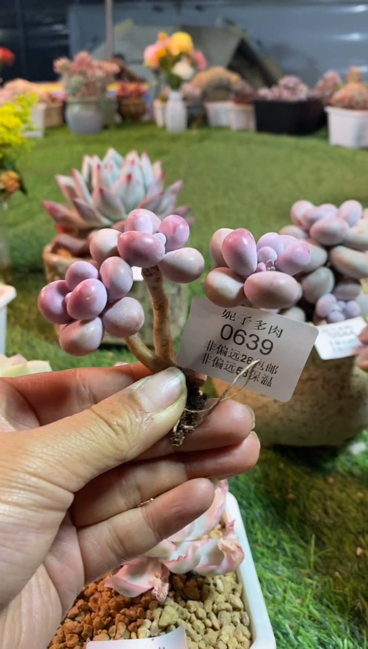 【闪购商品】0639a