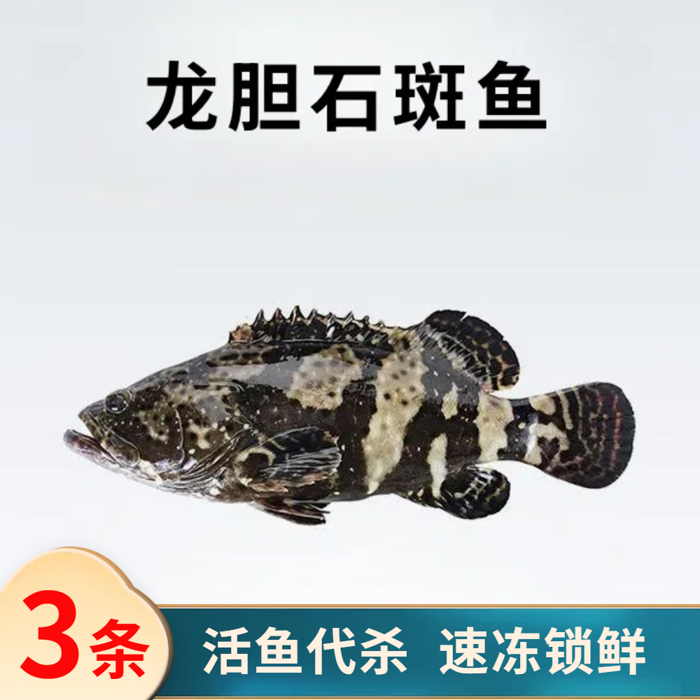 J龙胆石斑鱼3条杀后共2.8斤 活鱼代杀速冻锁鲜（非活发）