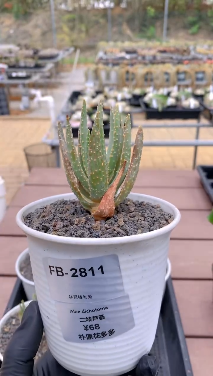 【闪购商品】二岐芦荟FB-2811