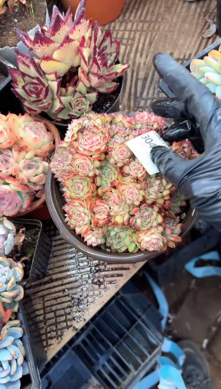 ?***?多肉植物一物一拍30466