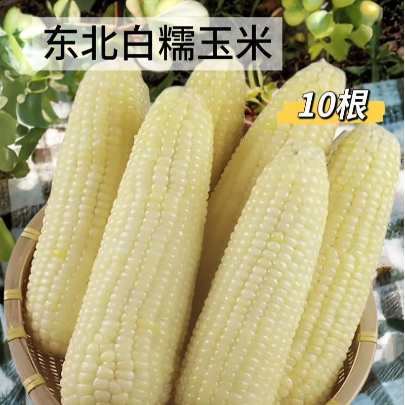 东北周边头茬白糯玉米甜糯真空锁鲜激励低脂轻餐8穗25年新玉米