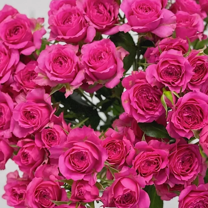 10支苏菲宝贝多头玫瑰 云南直发基地鲜花 家庭装饰水养客厅