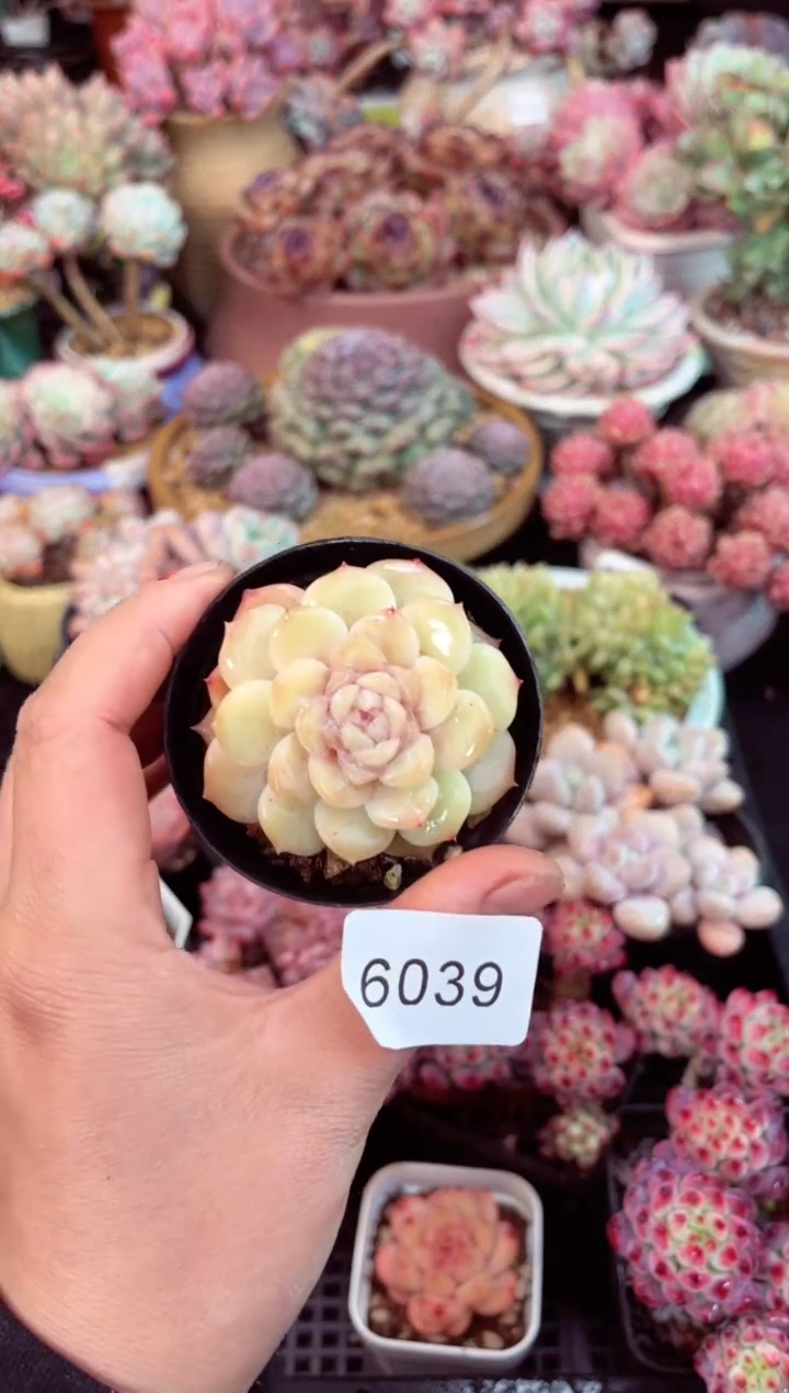 【闪购商品】6039多肉