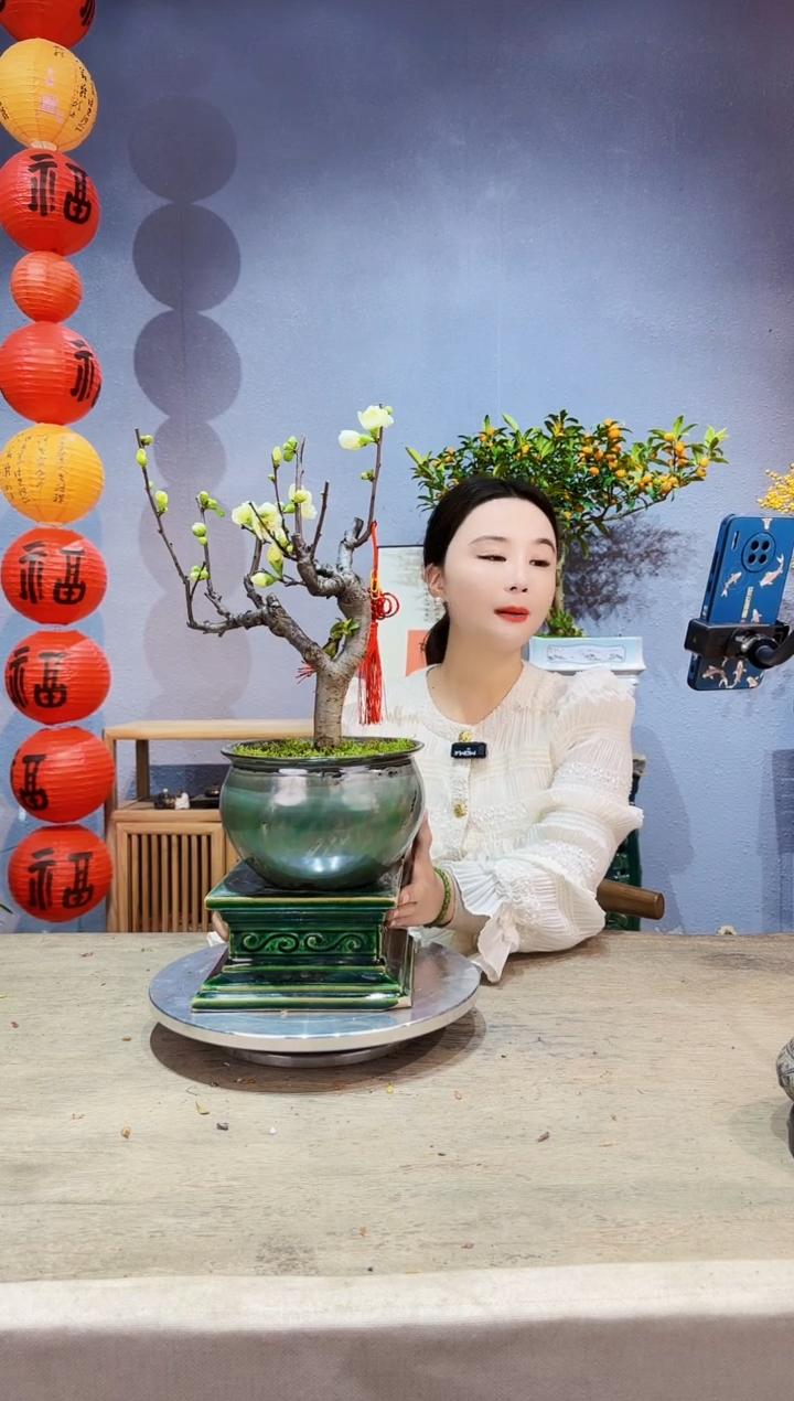 【闪购商品】盆景海棠 绿宝石