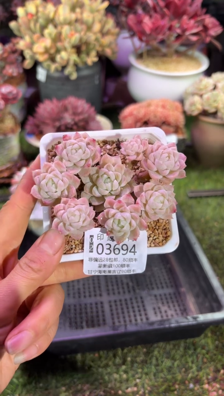 【闪购商品】03694