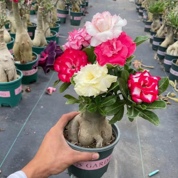 沙漠玫瑰耐旱耐热盆栽室内阳台庭院花卉绿植好养