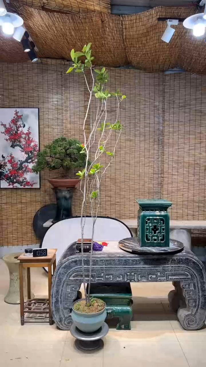 【闪购商品】盆景盆景