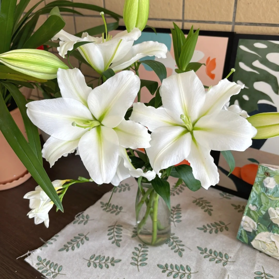 【大聪明卖花】白雪公主香水百合 任意两单升级顺丰冷链或德邦快递