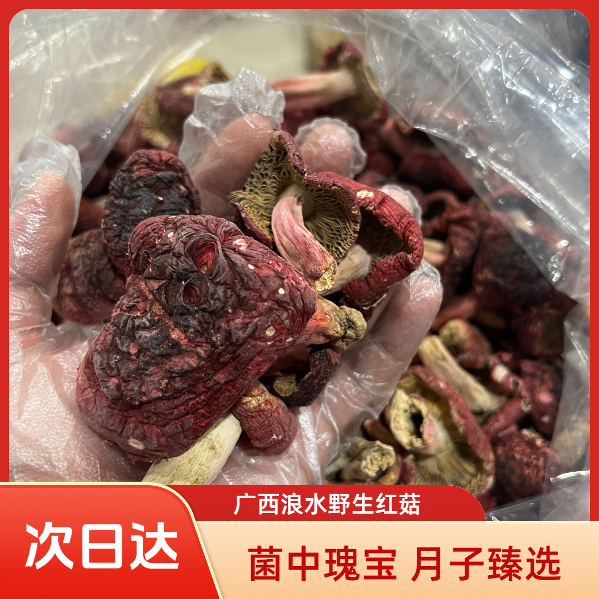 【月子菇】 25新货广西浪水红菇野生红菇人工精挑细选脆甜