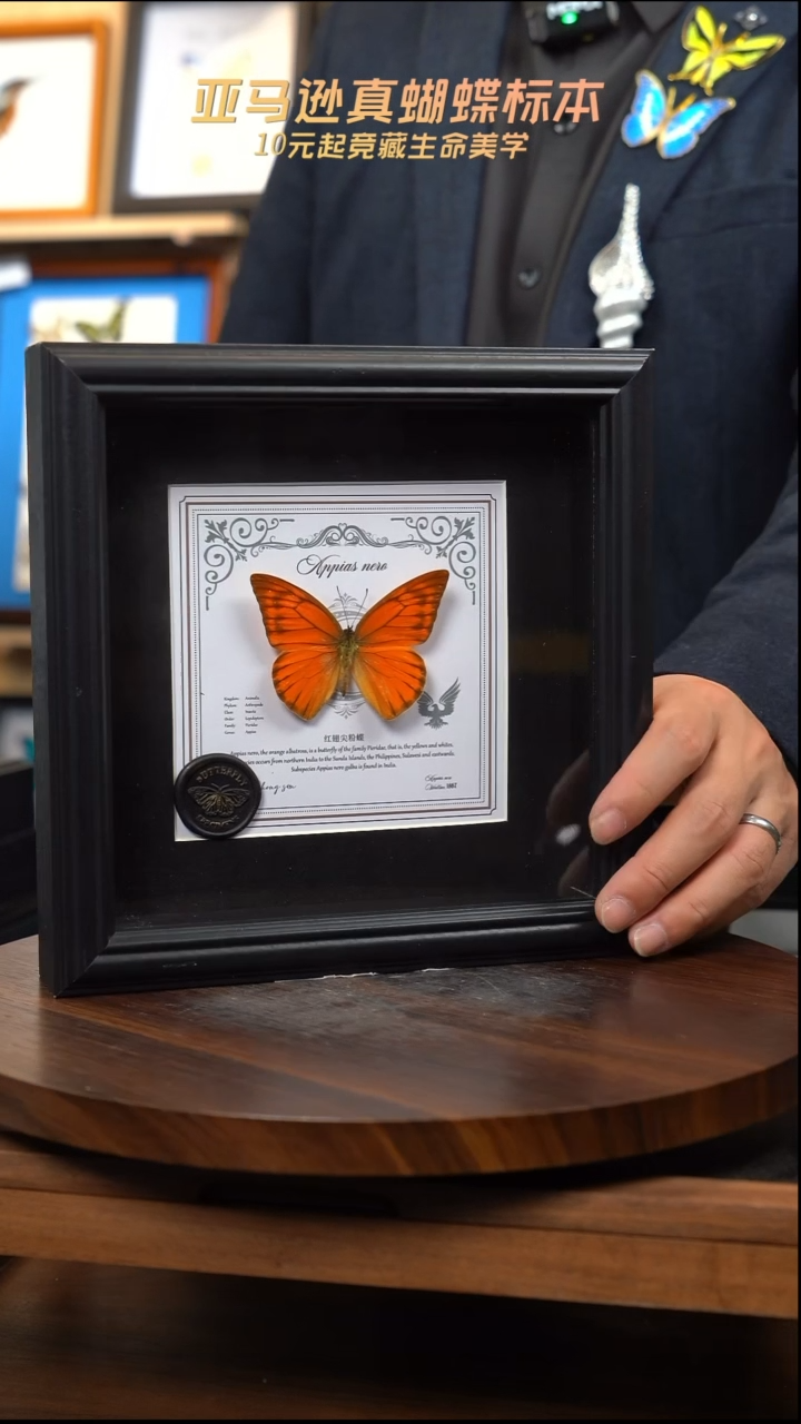 红翅尖粉蝶盲盒版7寸方框