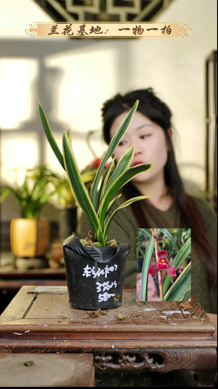 完全开放东方红神荷苗头2花苞