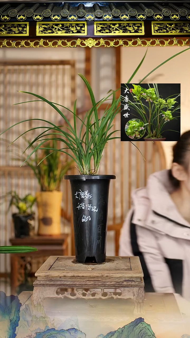 全部花苞大唐盛世4苗带花苞