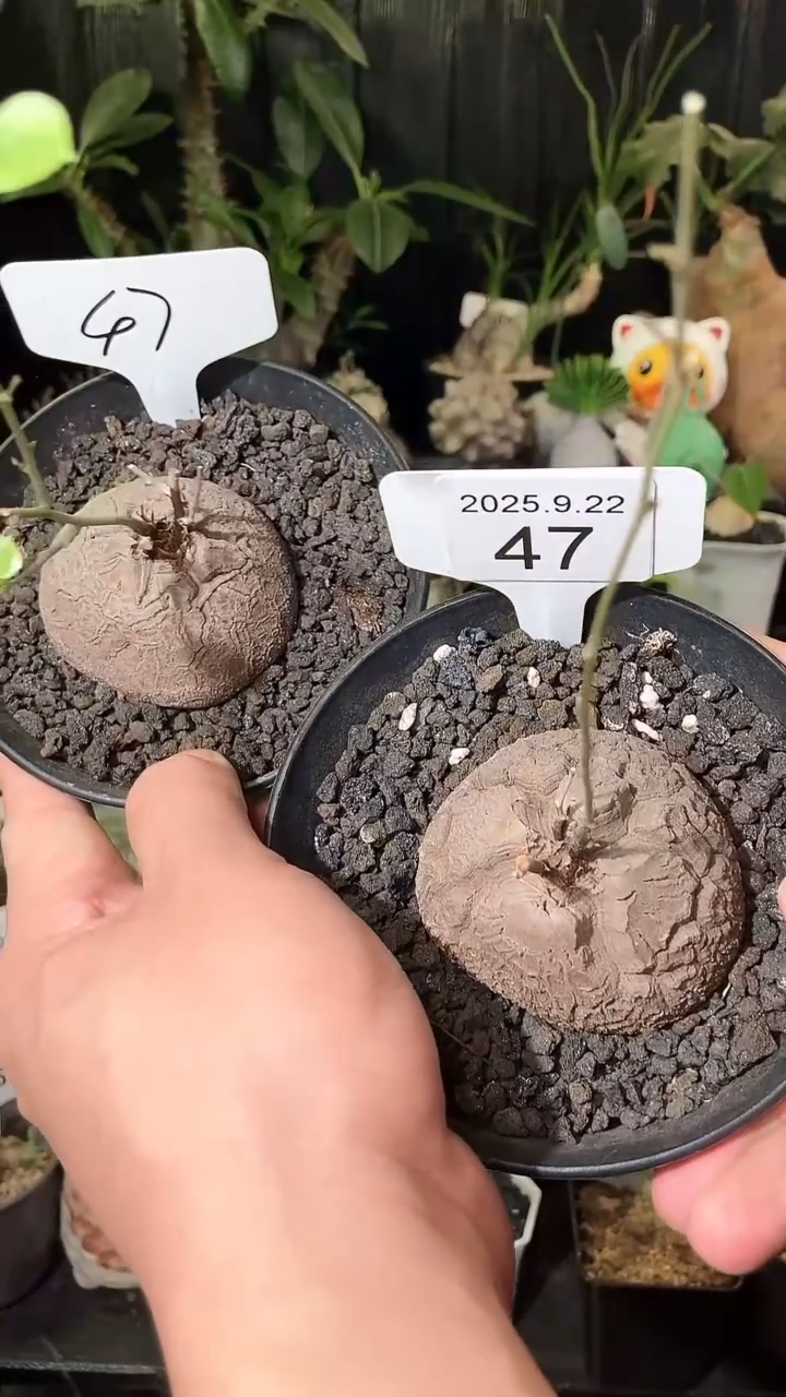 47号922福利南非龟甲龙买1个送1个
